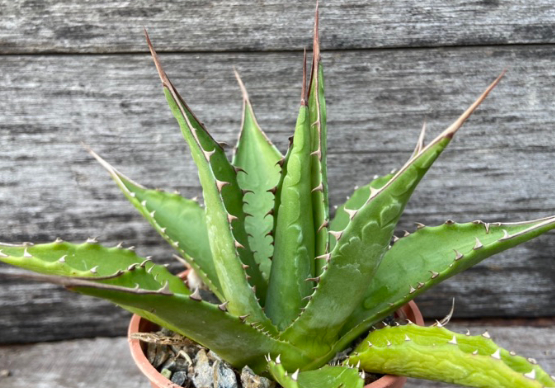 Agave montana 10 Pieces Seeds