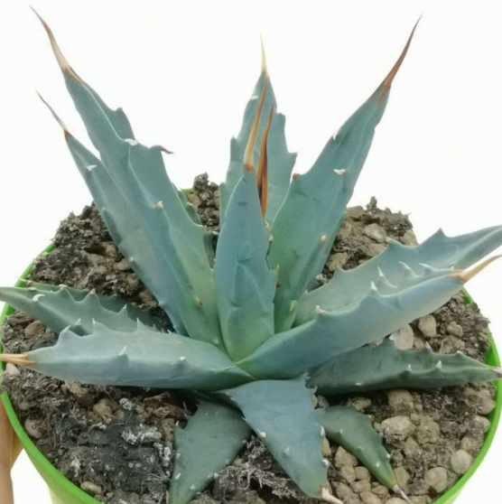 Agave utahensis var. nevadensis 10 Pieces Seeds