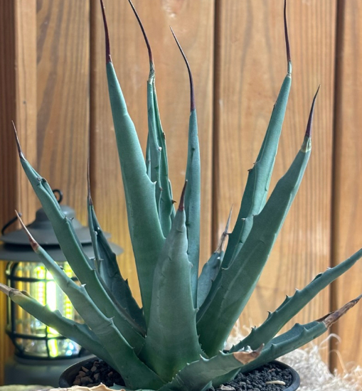 Agave utahensis var. nevadensis 10 Pieces Seeds