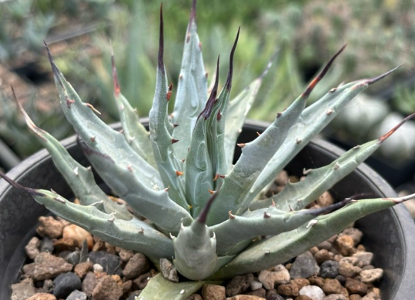 Agave utahensis var. nevadensis 10 Pieces Seeds