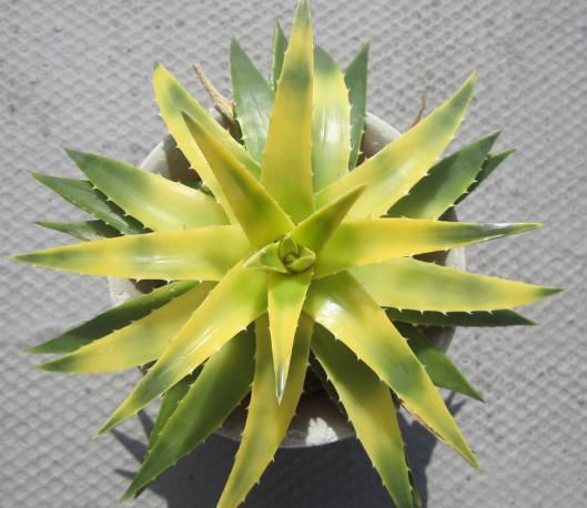 Dyckia brevifolia 'Yellow Glow' 20 Pieces Seeds