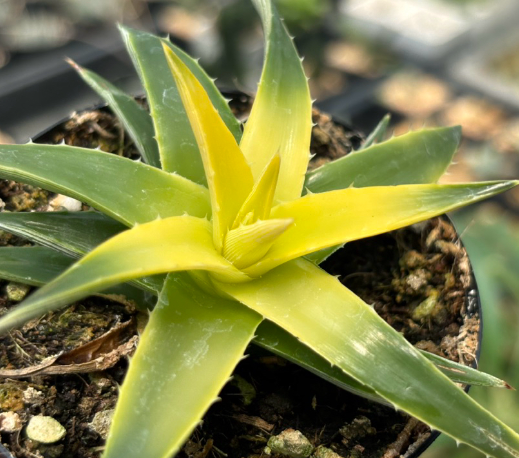 Dyckia brevifolia 'Yellow Glow' 20 Pieces Seeds