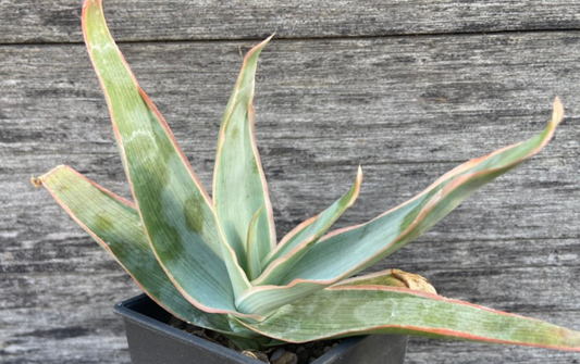 Aloe striata 20 Pieces Seeds