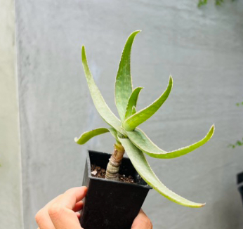 Aloe striata 20 Pieces Seeds