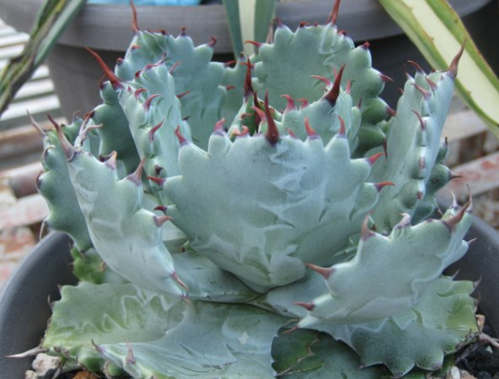 Agave isthmensis 10 Pieces Seeds