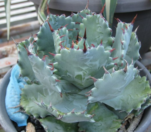 Agave isthmensis 10 Pieces Seeds