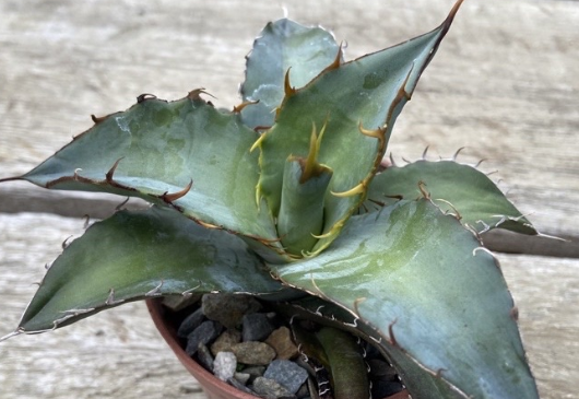Agave titanota 'Blue' 10 Pieces Seeds