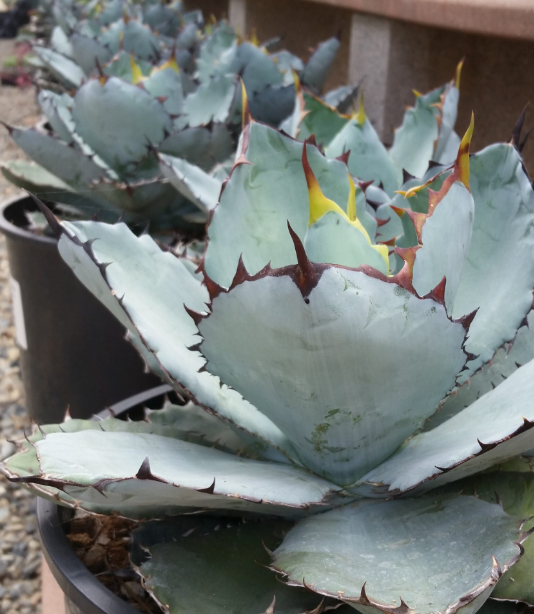 Agave titanota 'Blue' 10 Pieces Seeds