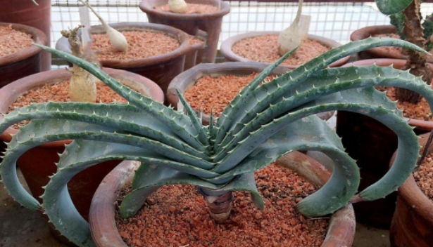 Aloe Suprafoliata 12 Pieces Seeds