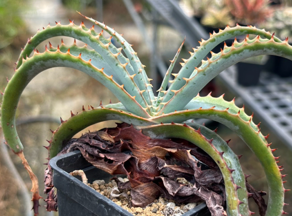 Aloe Suprafoliata 12 Pieces Seeds
