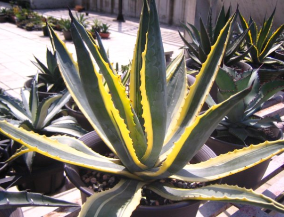 Agave americana 10 Pieces Seeds
