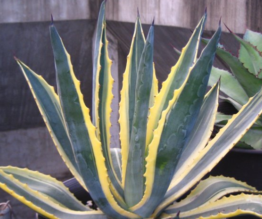 Agave americana 10 Pieces Seeds