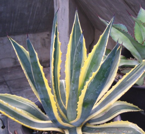 Agave americana 10 Pieces Seeds