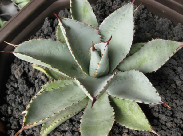 Agave pygmaea (Dragon toes) 10 Pieces Seeds