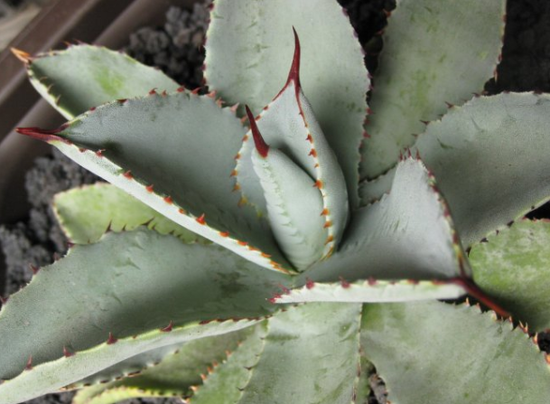 Agave pygmaea (Dragon toes) 10 Pieces Seeds
