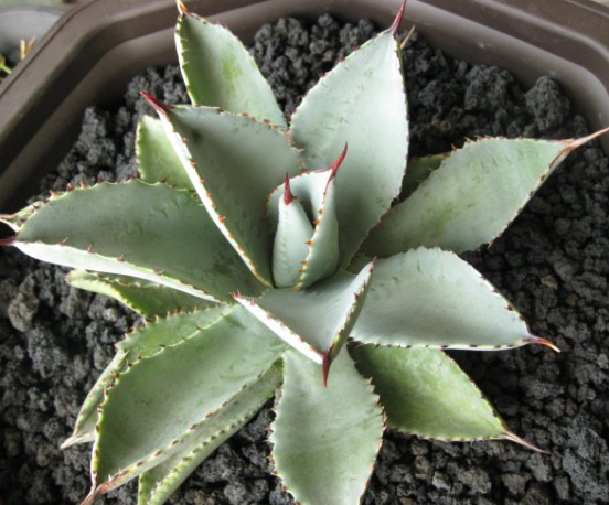 Agave pygmaea (Dragon toes) 10 Pieces Seeds