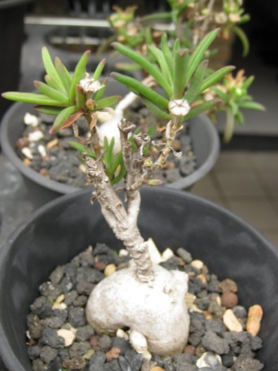 Delosperma bosseranum 10 Pieces Seeds