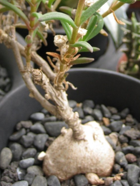 Delosperma bosseranum 10 Pieces Seeds