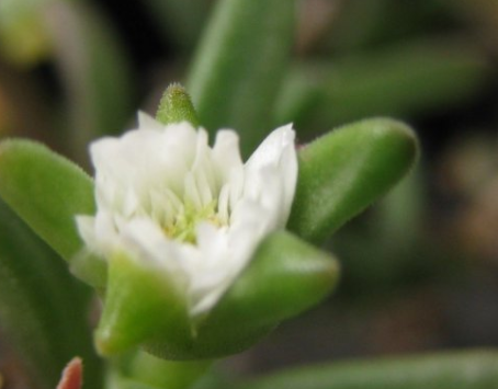 Delosperma bosseranum 10 Pieces Seeds