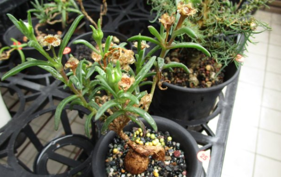 Delosperma bosseranum 10 Pieces Seeds