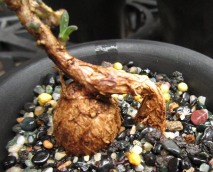 Delosperma bosseranum 10 Pieces Seeds