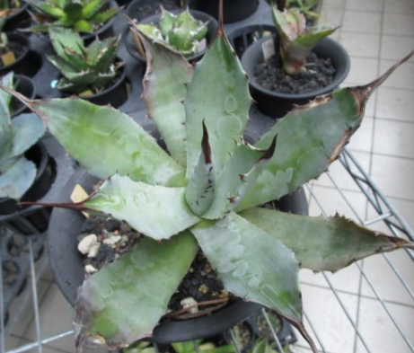 Agave hiemiflora 10 Pieces Seeds