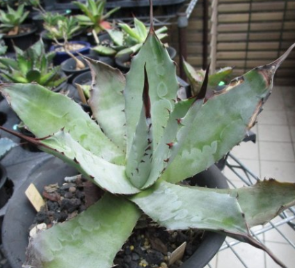 Agave hiemiflora 10 Pieces Seeds