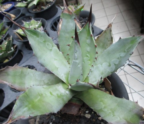 Agave hiemiflora 10 Pieces Seeds