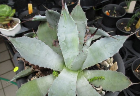 Agave hiemiflora 10 Pieces Seeds