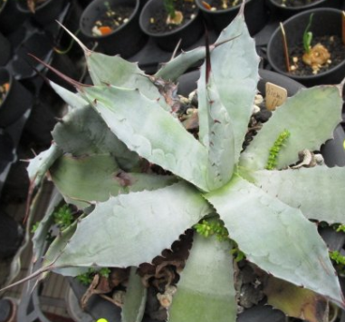 Agave hiemiflora 10 Pieces Seeds