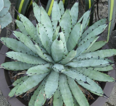 Agave macroacantha 10 Pieces Seeds