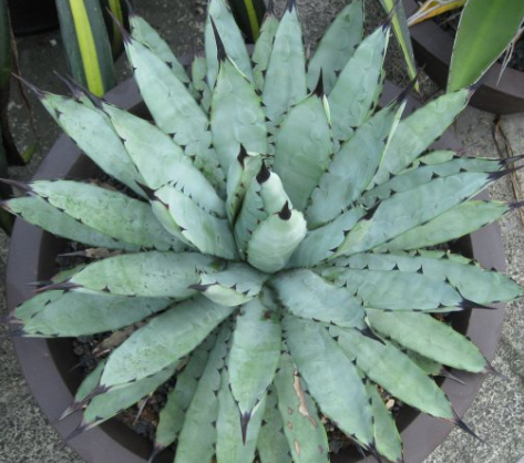 Agave macroacantha 10 Pieces Seeds