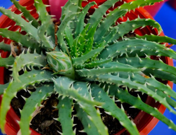 Aloe humilis 20 Pieces Seeds
