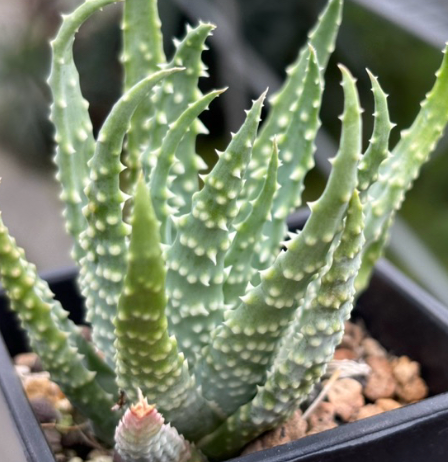 Aloe humilis 20 Pieces Seeds