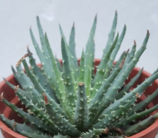 Aloe humilis 20 Pieces Seeds