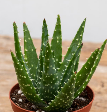Aloe humilis 20 Pieces Seeds
