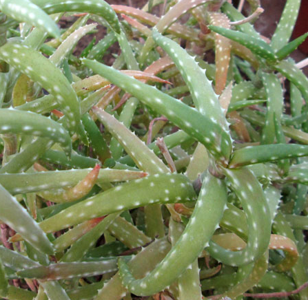 Aloe millotii 20 Pieces Seeds