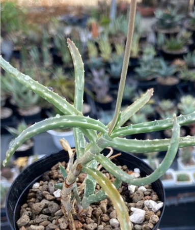 Aloe millotii 20 Pieces Seeds