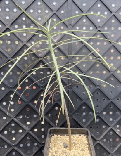 Euphorbia regis-jubae 6 Pieces Seeds