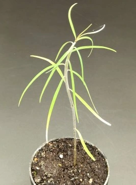 Euphorbia regis-jubae 6 Pieces Seeds