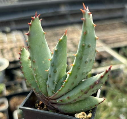 Aloe marlothii 20 Pieces Seeds