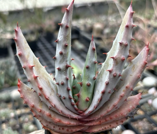 Aloe marlothii 20 Pieces Seeds