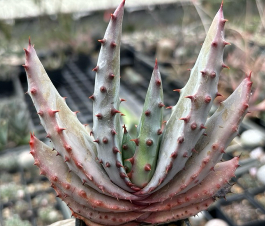 Aloe marlothii 20 Pieces Seeds