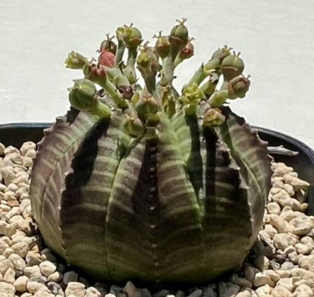 Euphorbia valida 6 Pieces Seeds