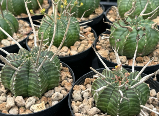 Euphorbia valida 6 Pieces Seeds