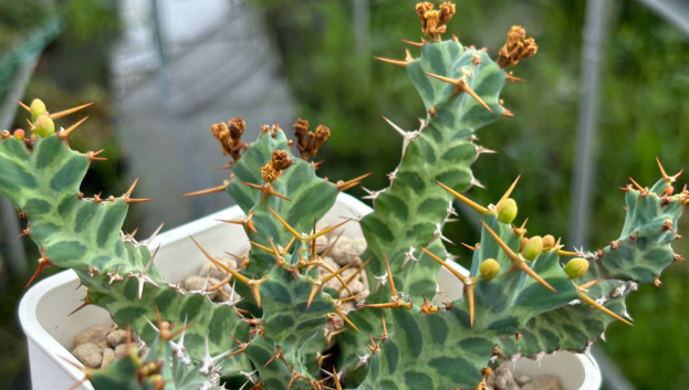 Euphoria Persistens 10 Pieces Seeds