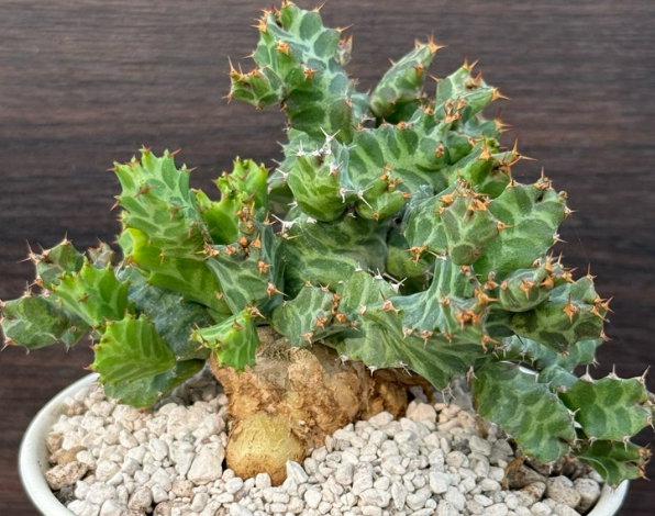 Euphoria Persistens 10 Pieces Seeds