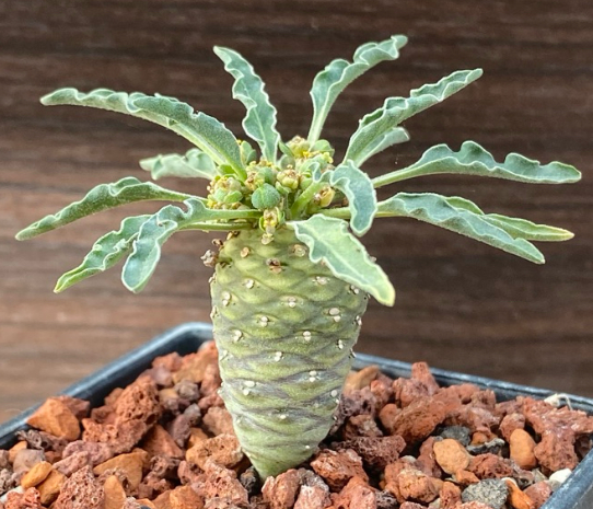 Euphorbia hadramautica 5 Pieces Seeds