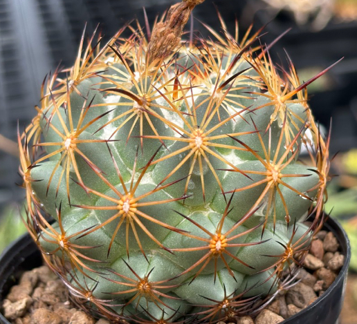 Coryphantha retusa 10 Pieces Seeds