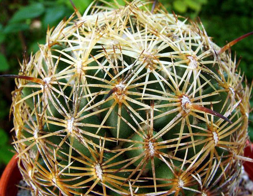 Coryphantha retusa 10 Pieces Seeds